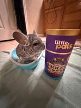 Bella review photo