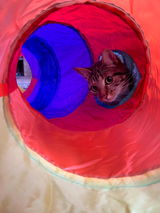 Cate review photo