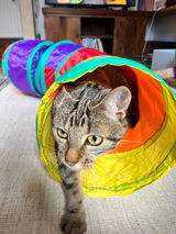 Cate review photo