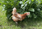 Jane , rehomer of ex caged hens. review photo