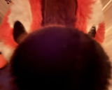 Catticus Nappicus review photo