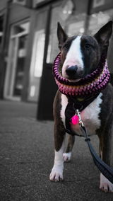 Bullterriër Bep review photo
