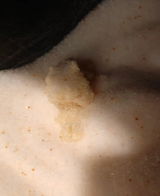 Labrat review photo