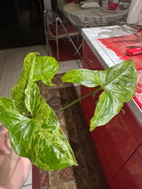 Irina Olariu review photo