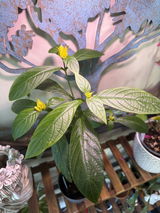 Gonzo review photo