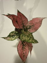 Michelle A review photo