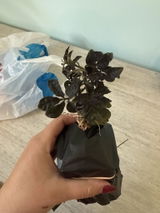 Els review photo