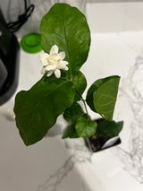 Lily review photo