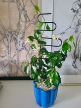 PlantMom review photo