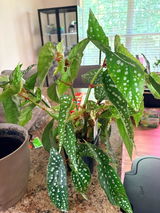 Samone D Darden Lett review photo