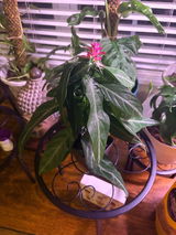 Samone D Darden Lett review photo
