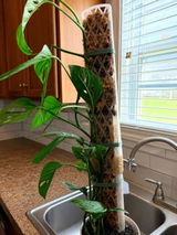 Samone D Darden Lett review photo