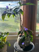 Hallie V review photo