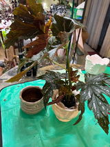 Catalina Popescu review photo