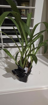 Chgo Eddie review photo