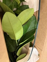 Kirstin Pires review photo