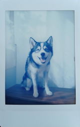Joe Abiko review photo
