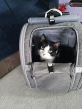 Emerald-eyed Cat review photo