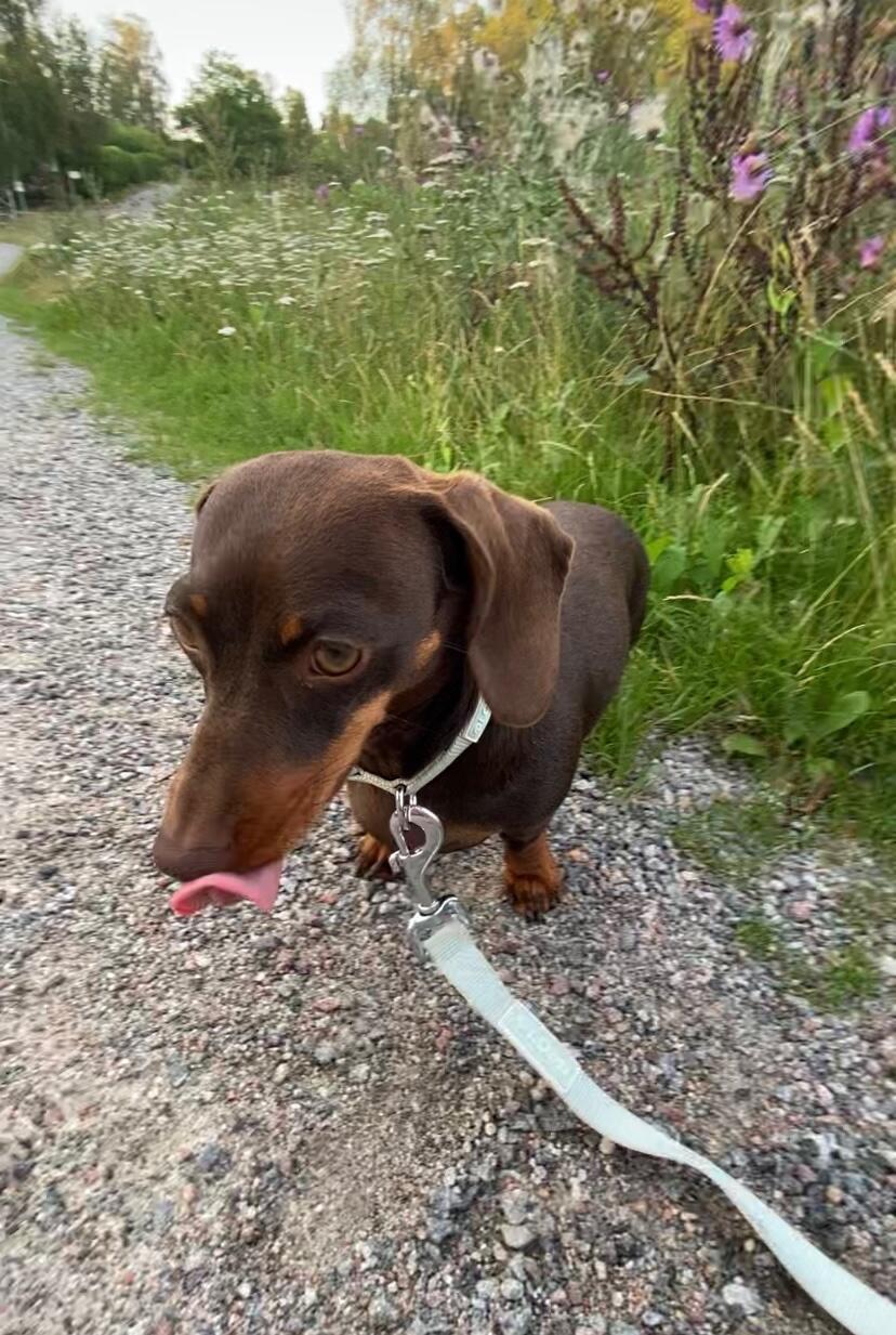 Customer photo of Vitamin Treats