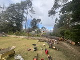 Australian Heritage Tree Works review photo
