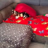 Soluzione Prurito Cane | ProbioticPet Cane + DermaPet