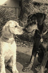 Longevity Pet OralProPet | Integratore per l’igiene orale di cane e gatto | Contrasta placca, tartaro e alito cattivo | 30 bustine