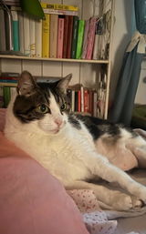 Longevity Pet OmegaMixPet | Integratore Omega 3 e Omega 6 cane e gatto | Supporta cuore, reni, cute e pelo