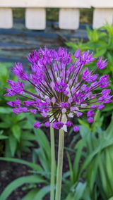 Judy H. review photo