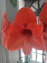 Rissa S. review photo