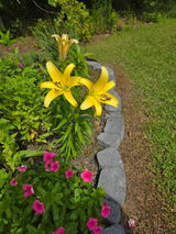 Lisa -. review photo