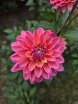 Zaneta M. review photo