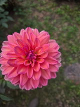 Zaneta M. review photo