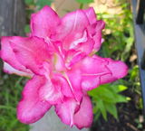 Janine F. review photo