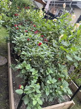 Karen H. review photo