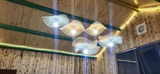 ,Sadie review photo