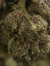 Dwayne Sims review photo