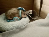 Seren N review photo