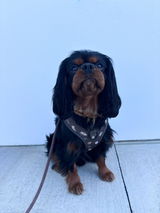 Louie t.c. review photo