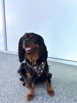 Louie t.c. review photo