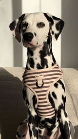 Izzie review photo