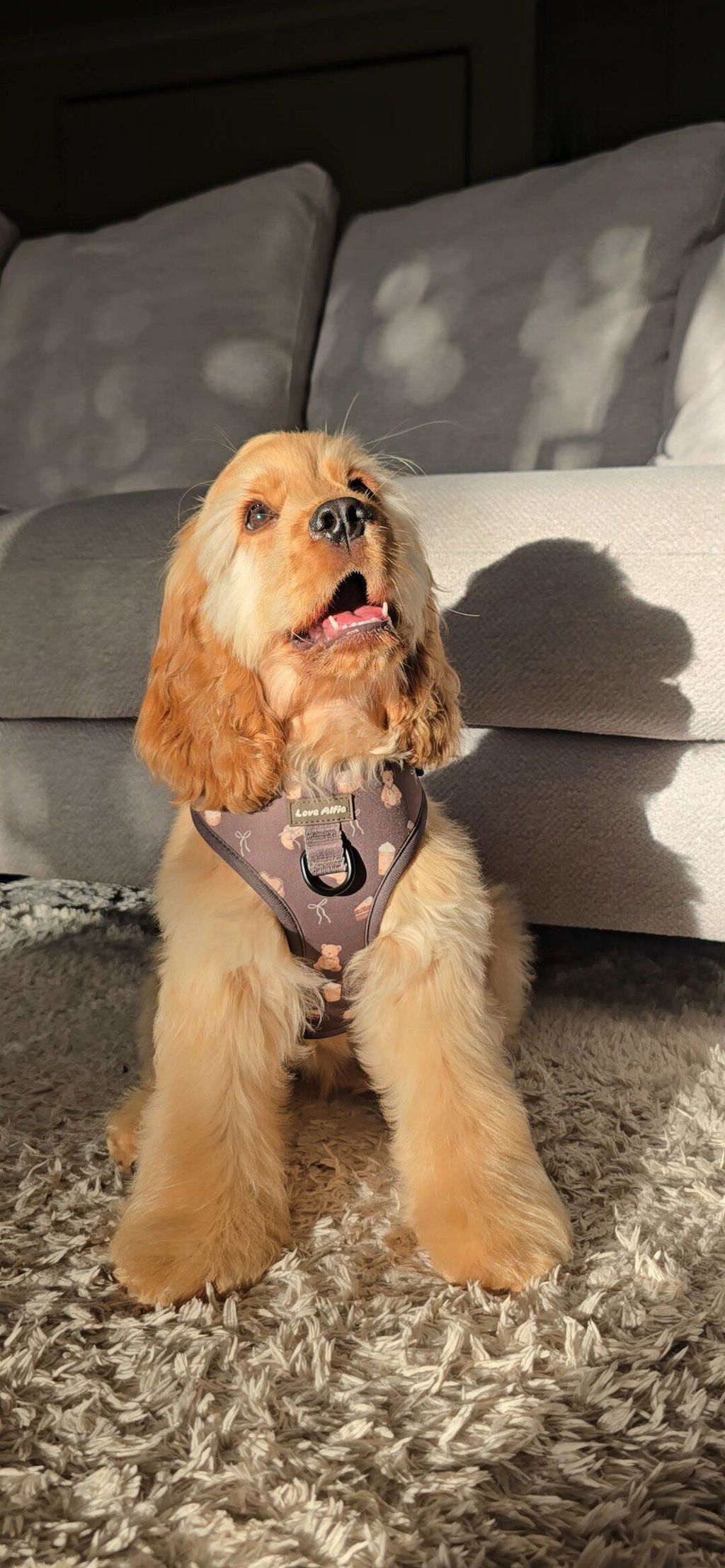 Soft Harness Sweet Treat