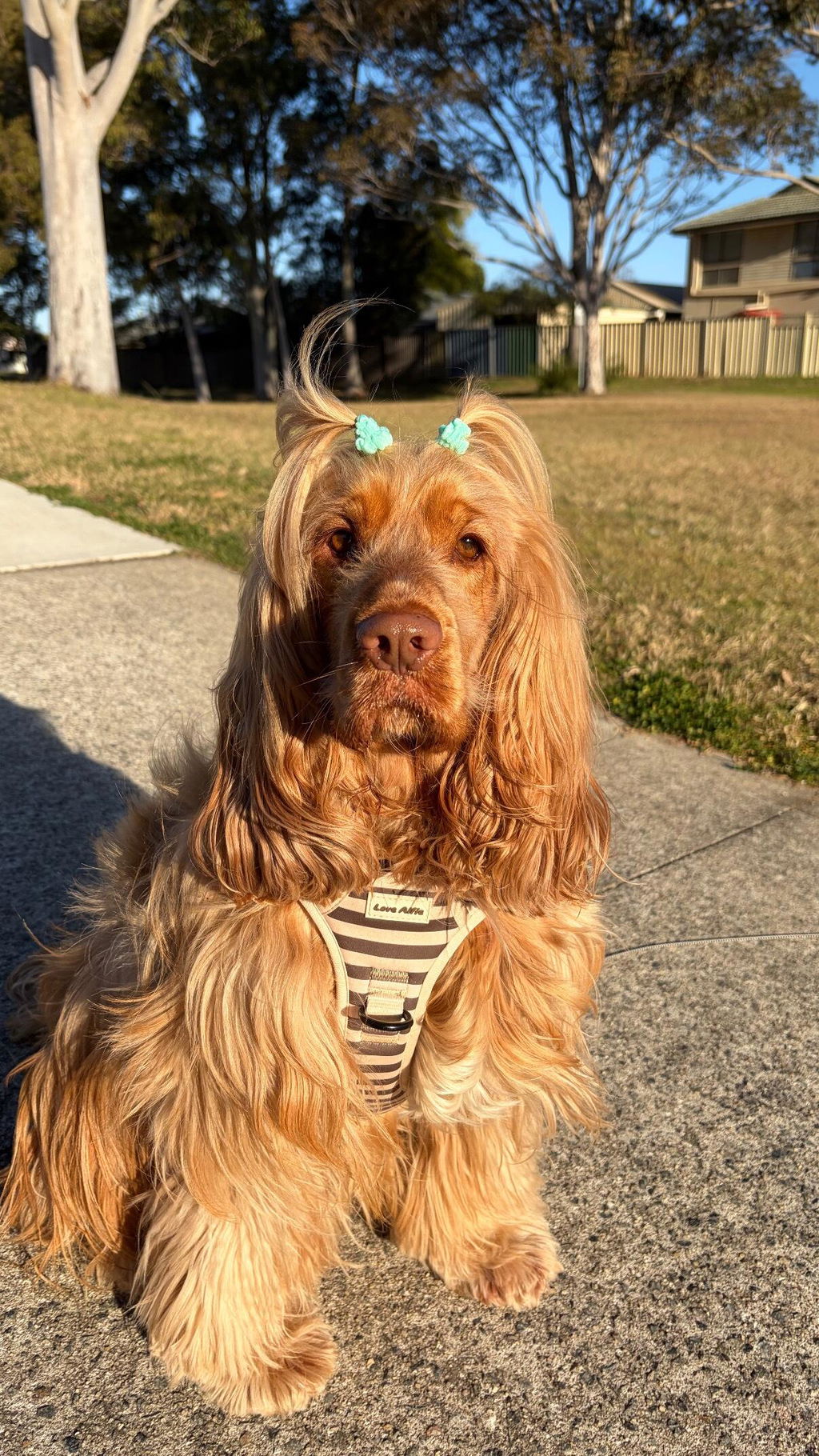 No-Pull Harness Cinnamon Swirl