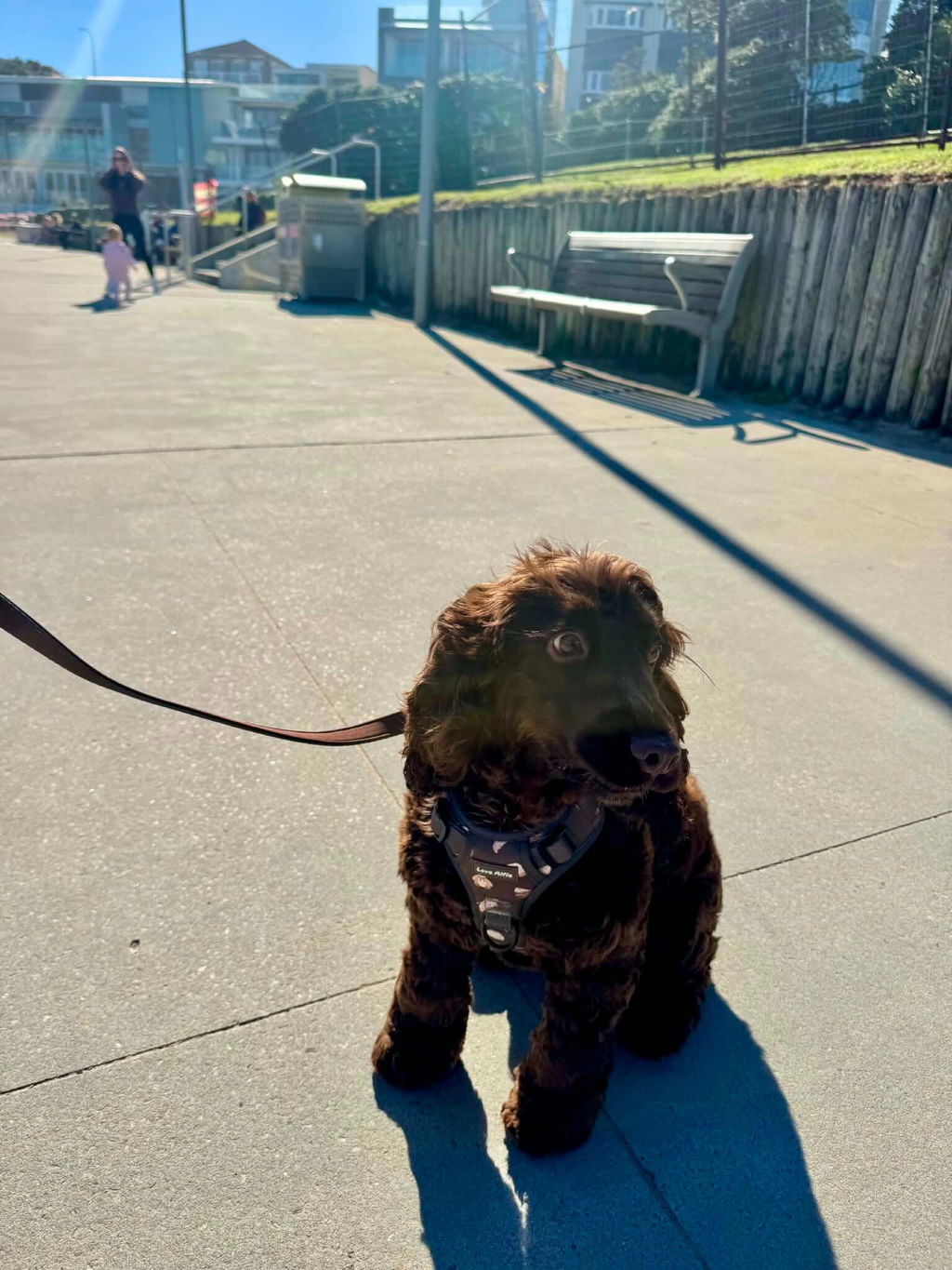 No-Pull Harness Sweet Treat