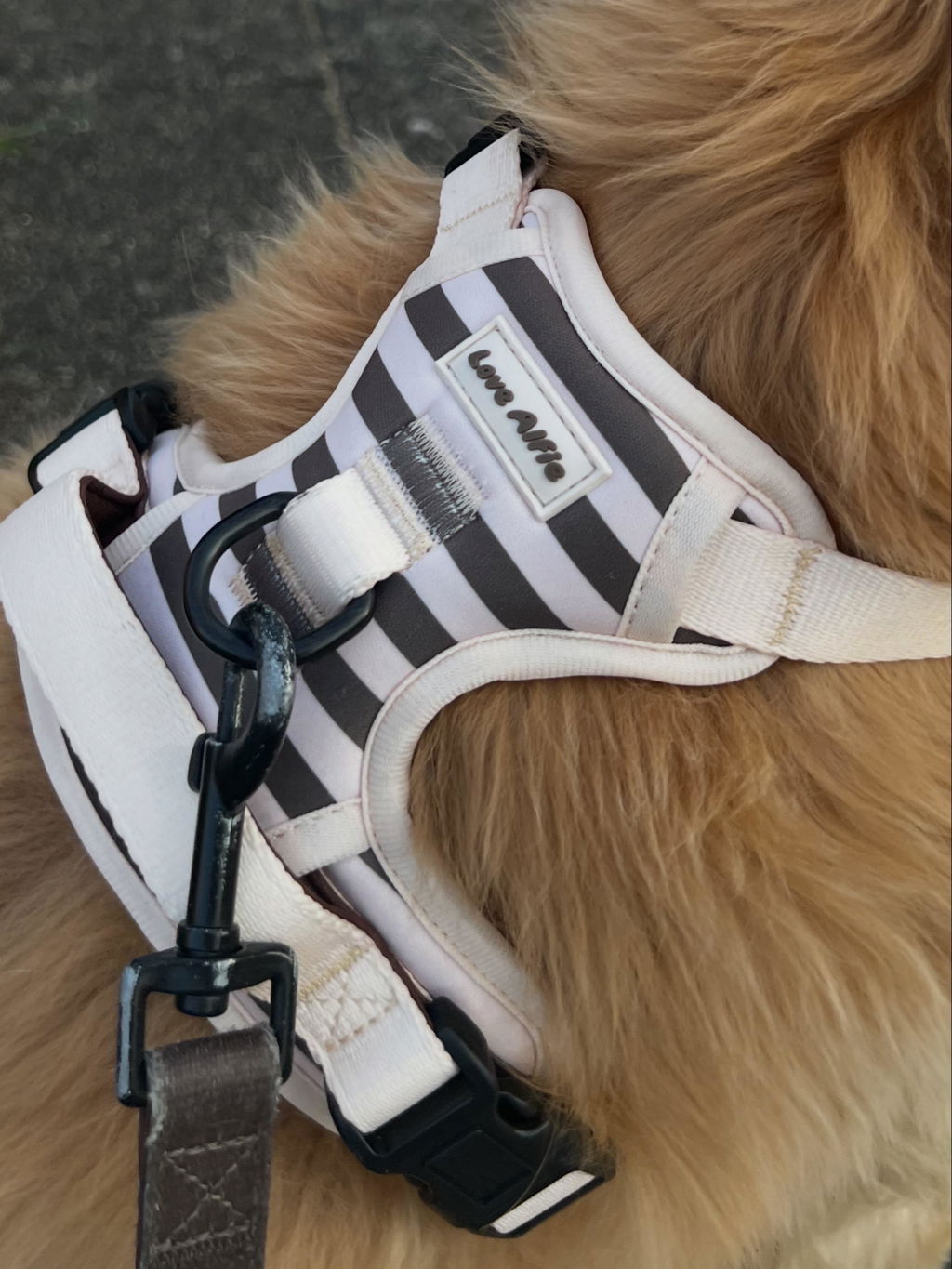 No-Pull Harness Cinnamon Swirl