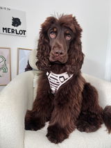 Merlotthespaniel review photo