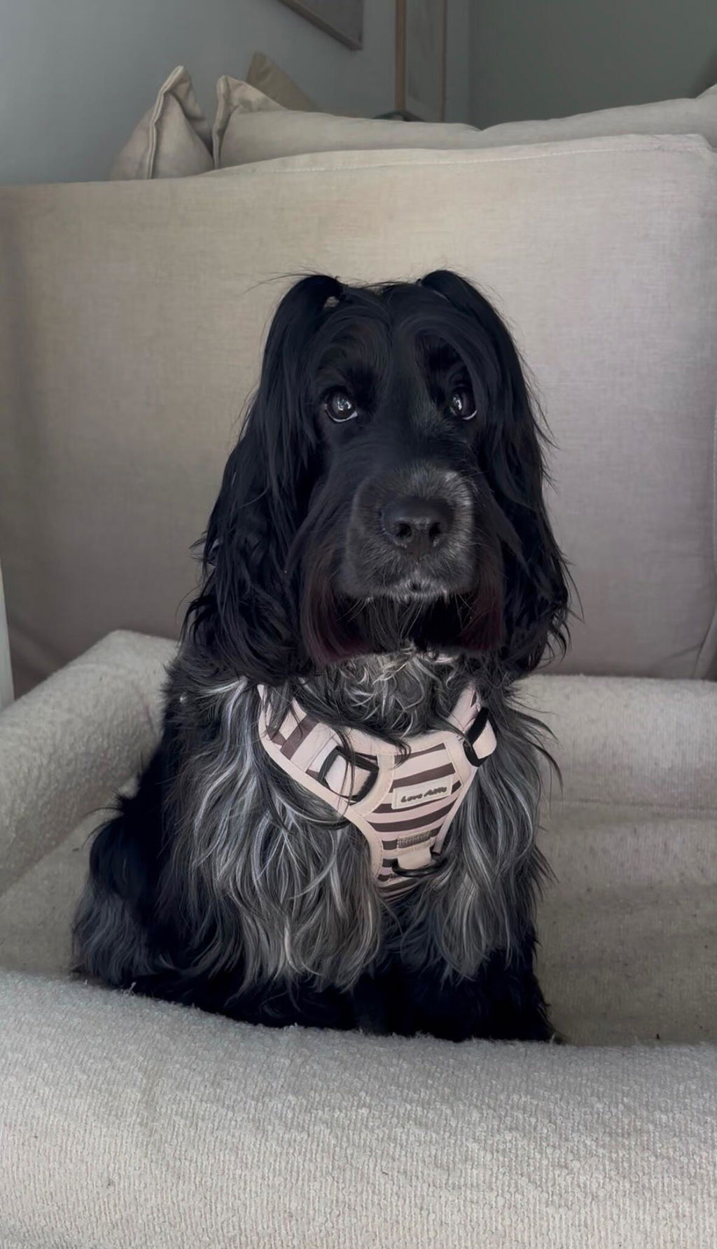 No-Pull Harness Cinnamon Swirl