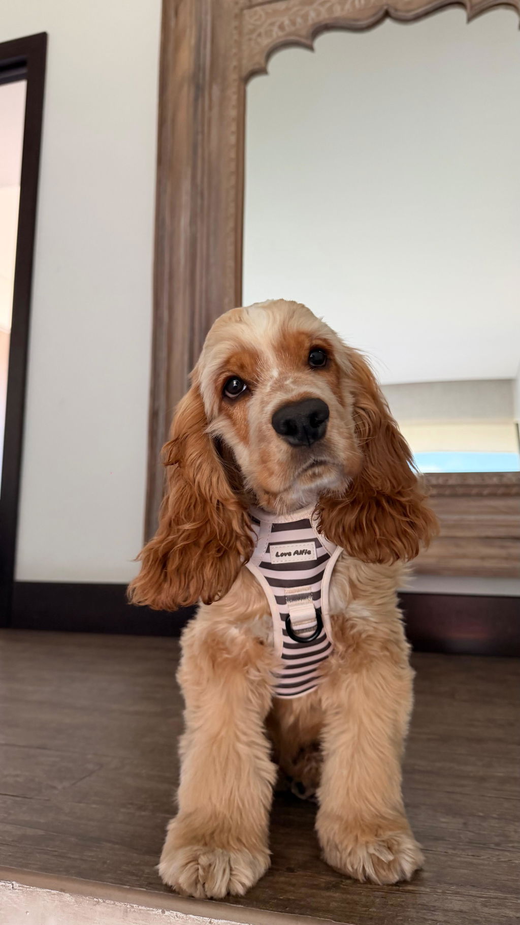 No-Pull Harness Cinnamon Swirl