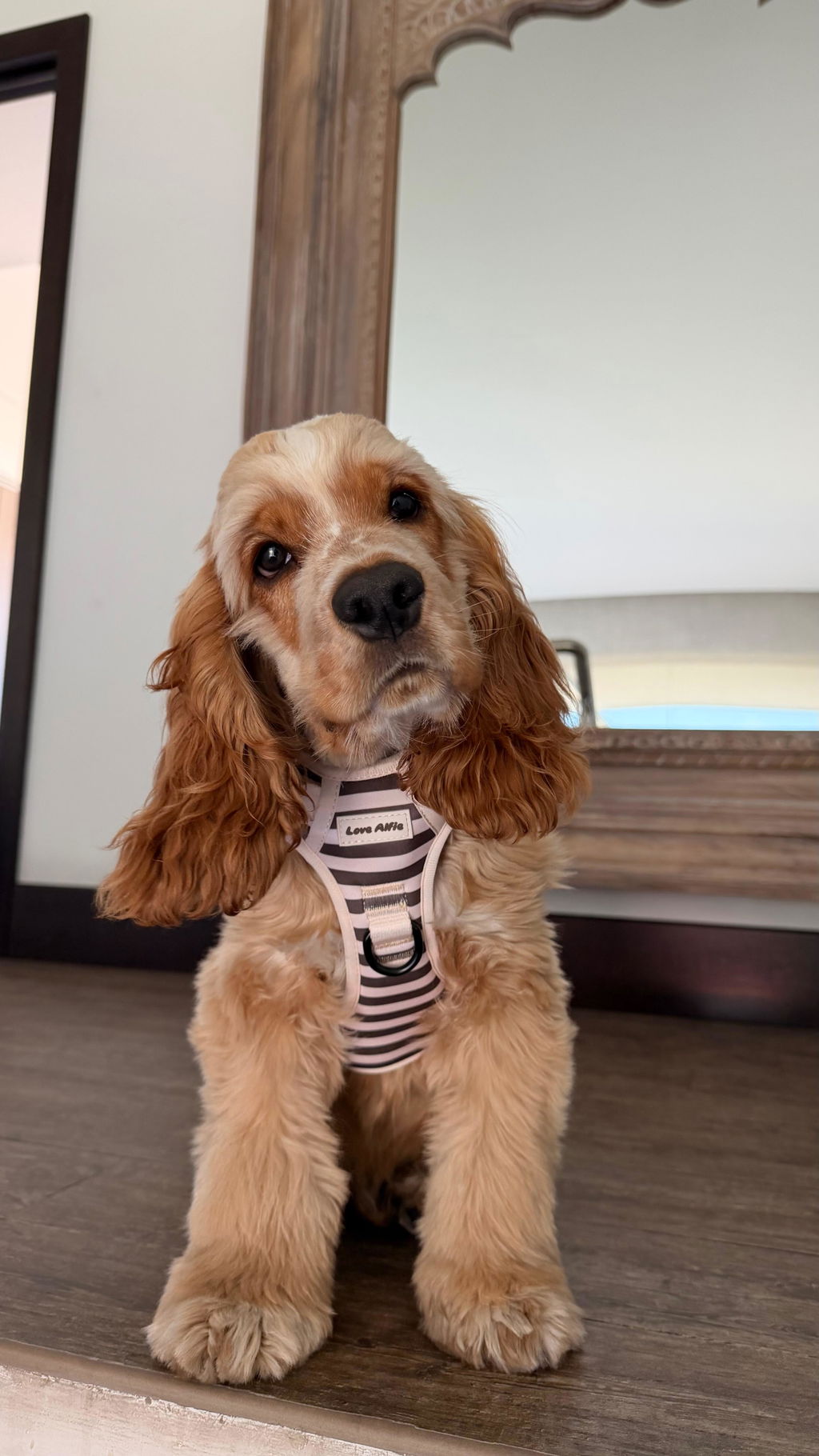 No-Pull Harness Cinnamon Swirl