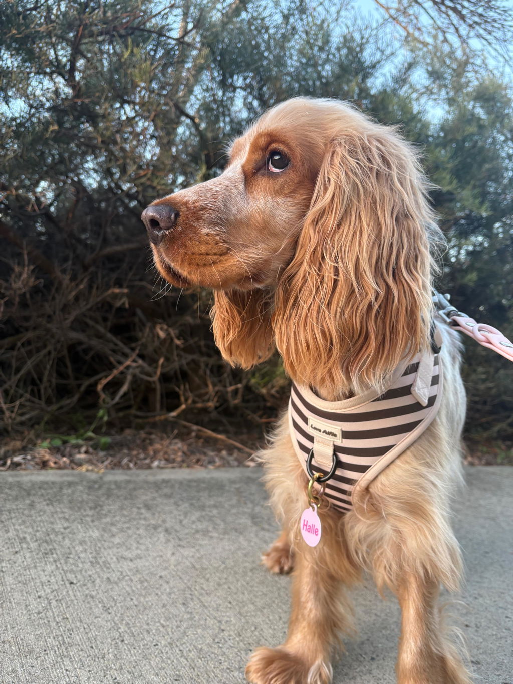 Soft Harness Cinnamon Swirl