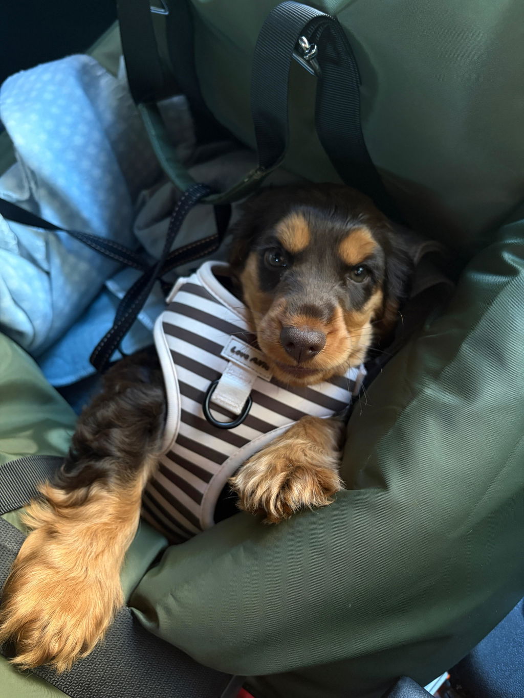 Soft Harness Cinnamon Swirl